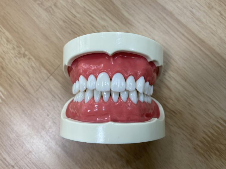 人間の歯、サメの歯